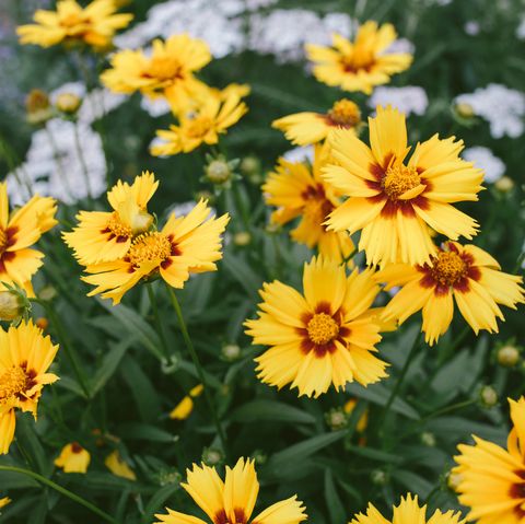 best perennials   yellow  red tickseed