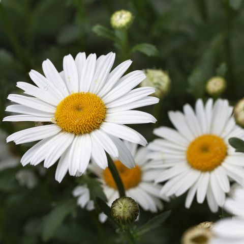 daisies