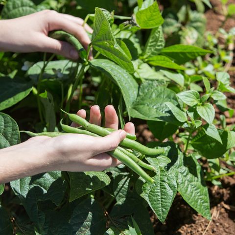 harvesting green bean in the vegetable garden