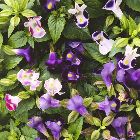 torenia