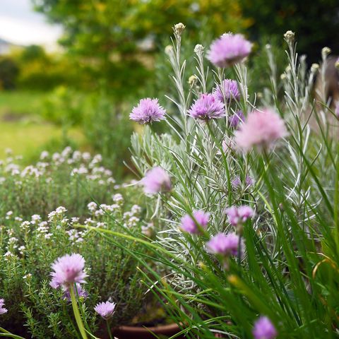 selective focus on kitchen herbs in bloom