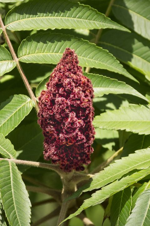 sumac bloom