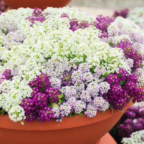 alyssum flowers alyssum in sweet colors alyssum in a red brown pot on wood table, in a dense grounding in a greenhouse