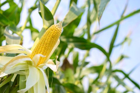 ear of yellow corn with the kernels still attached to the cob on the stalk in organic corn field