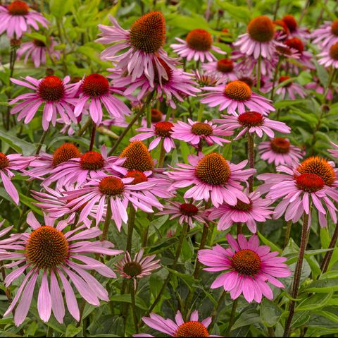 best perennials   echinacea purpurea 'rubinstern'