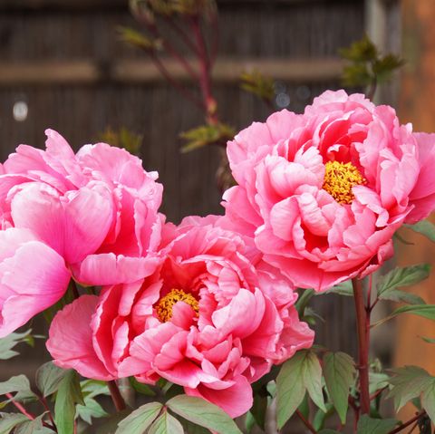 peony flower blooming in japanese garden