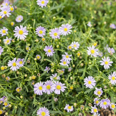 best perennials   purple aster  asteraceae