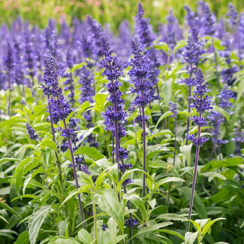 best perennials   salvia