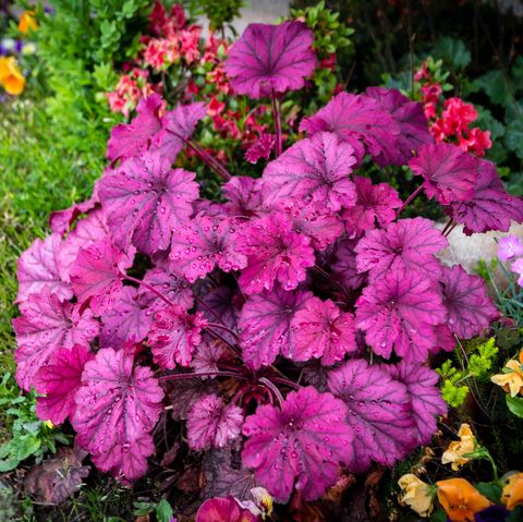 coral bells in garden