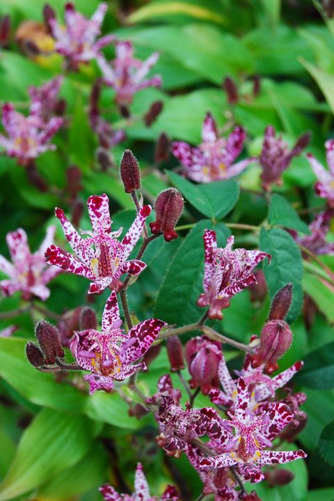 Japanese Toad Lily flower