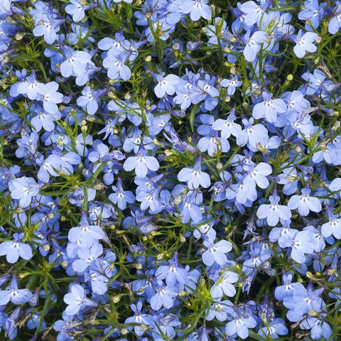 blue lobelia