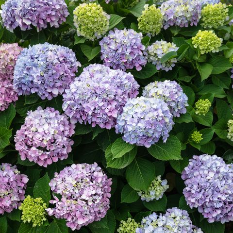 best perennials   hydrangea flower