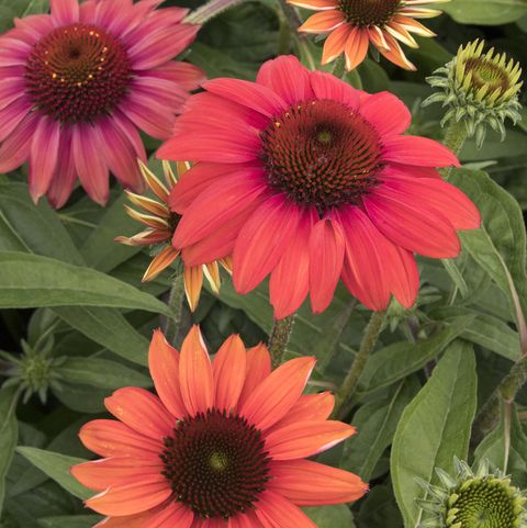 evolution fiesta coneflower