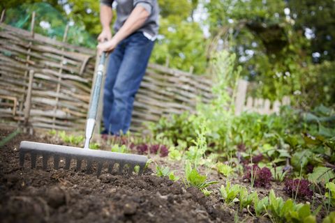 gardener preparing raised beds with rake in vegetable garden