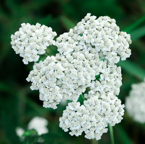 yarrow