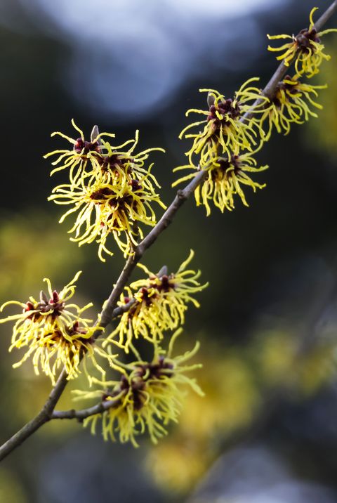 Witch Hazel flower