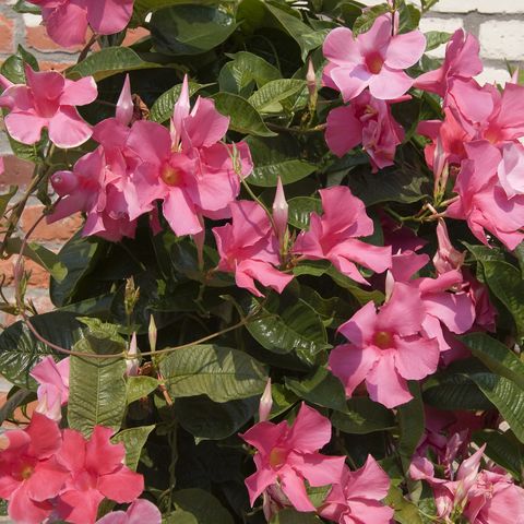 mandevilla