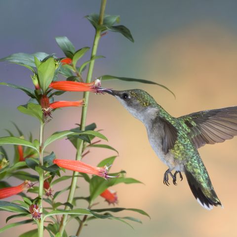 the ruby throated hummingbird archilochus colubris is a species of hummingbird as with all hummingbirds, this species belongs to the family trochilidae and is currently included in the order apodiformes this small animal is the only species of hummingbird that regularly nests east of the mississippi river in north america