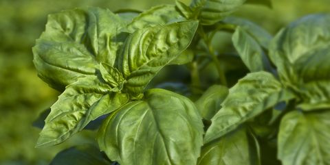 usa, california, san benito county, basil plant, close up detail of leaves