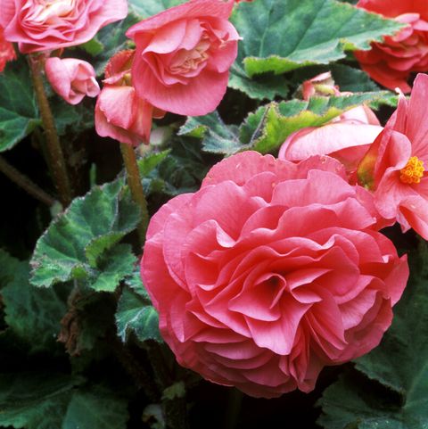 begonia