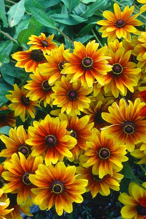 Rudbeckia flowers