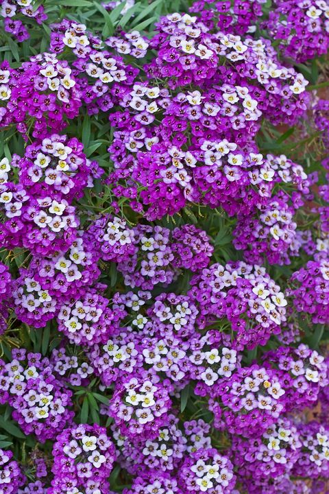 Alyssum flowers