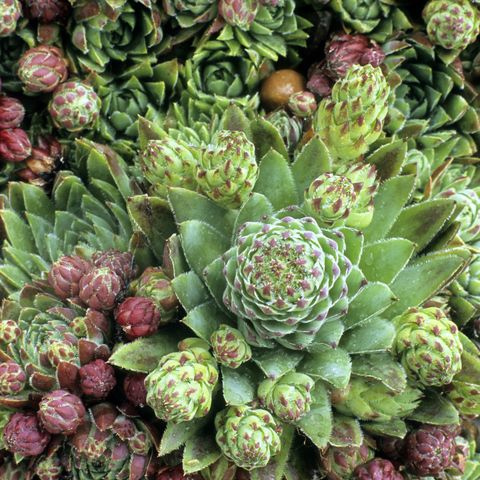 sempervivum 'silver thaw' in container, houseleek, rock garden plant