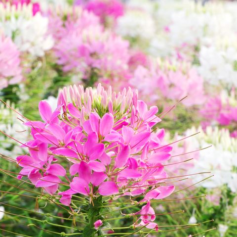 Cleome spinosa