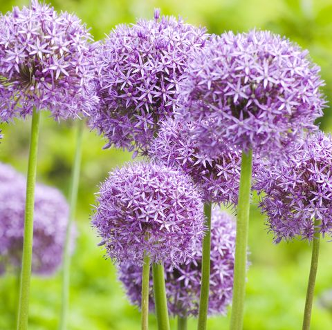 allium 'globemaster' ornamental onion   xi