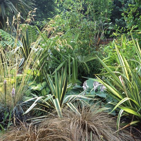 best perennials   ornamental grass