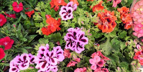 macro closeup of hot pink purple white flowers of pelargonium graveolens citrosum cintronella mosquito repellent sweet scented old fashion rose geranium plant against green leaves background