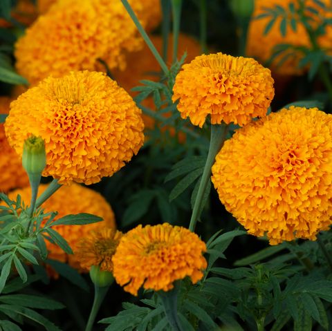 marigolds