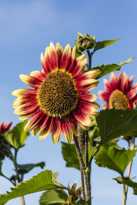 Bicoloured sunflowers, Helianthus annuus, in front of blue sky