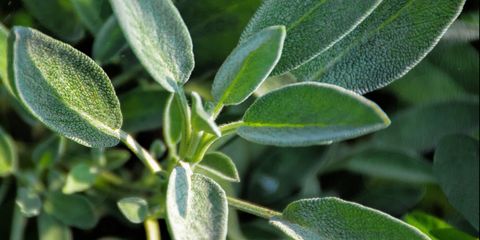 close up of sage growing in garden