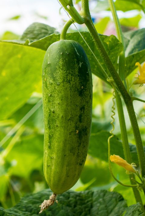 cucumber in the garden