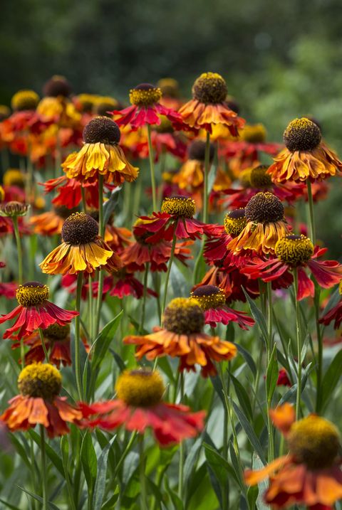 Helenium flowers