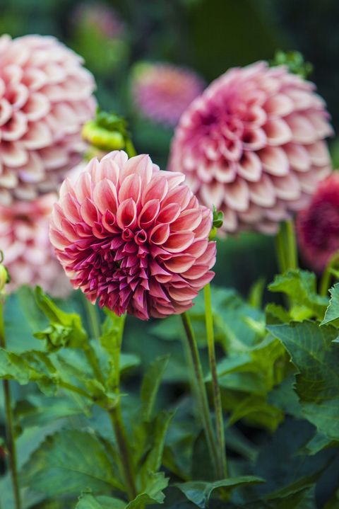 pink dahlias