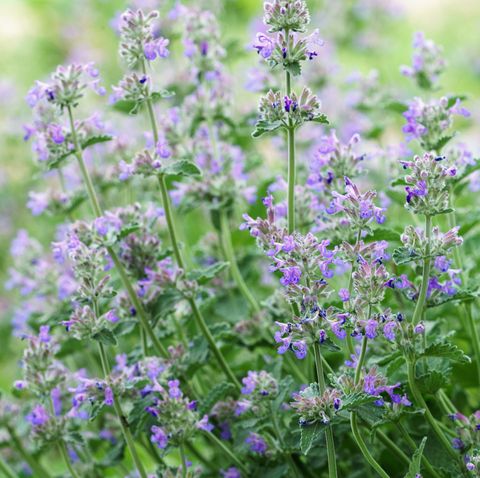 catmint