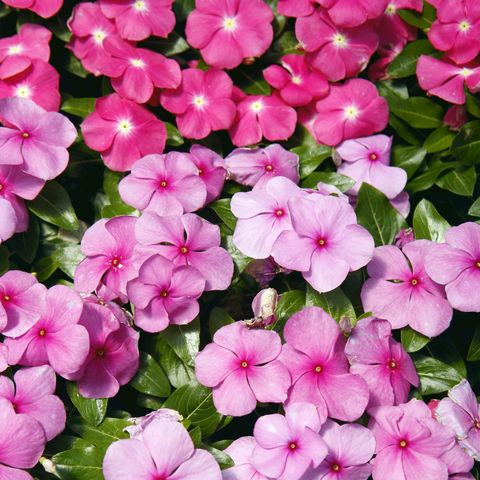 impatiens