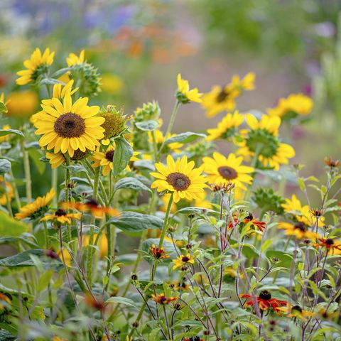 sunflowers