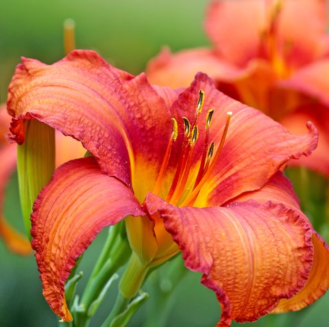 Variety red day lily