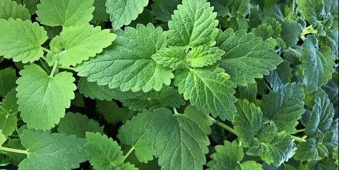 catmint   catnip plant  catswort   nepeta cataria