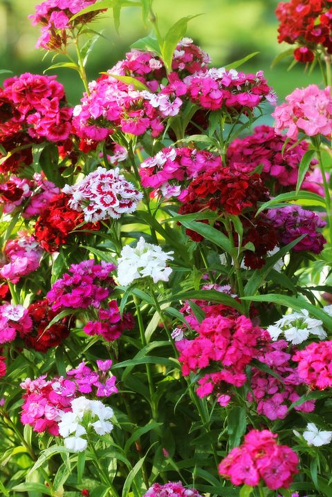 Flowerbed of Dianthus barbatus. Color photo of William flowers