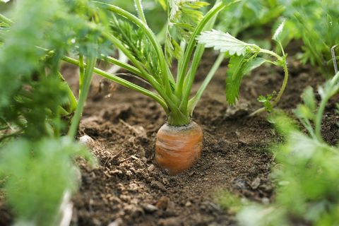 carrot growing in vegetable garden