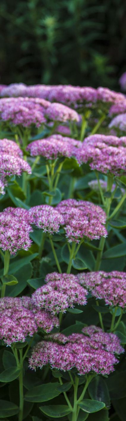 sedum flowers