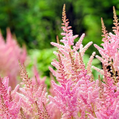 astilbe