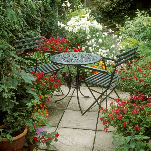 best patio plants