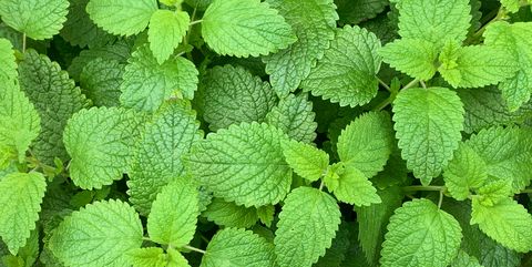 lemon balm plant