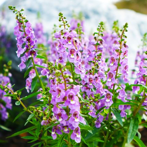 little turtle flower, forget me not, angelonia is biennial plants that can be released throughout the year