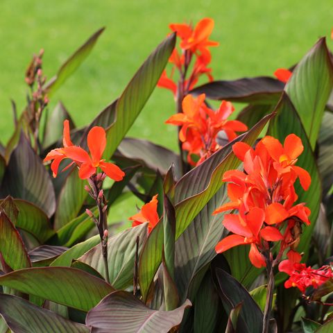 Red canna flower